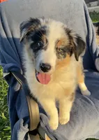 Ranger, a male Australian Shepherd for sale in Hillsboro, WI – 1 of 6