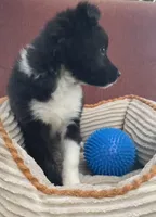 Sage, a female Australian Cattle Dog and Border Collie for sale in Hillsboro, WI – 3 of 5