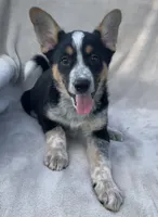 Benny, a male Australian Cattle Dog for sale in Hillsboro, WI – 3 of 5