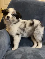 Cooper, a male Australian Shepherd for sale in Hillsboro, WI – Photo 2 of 5