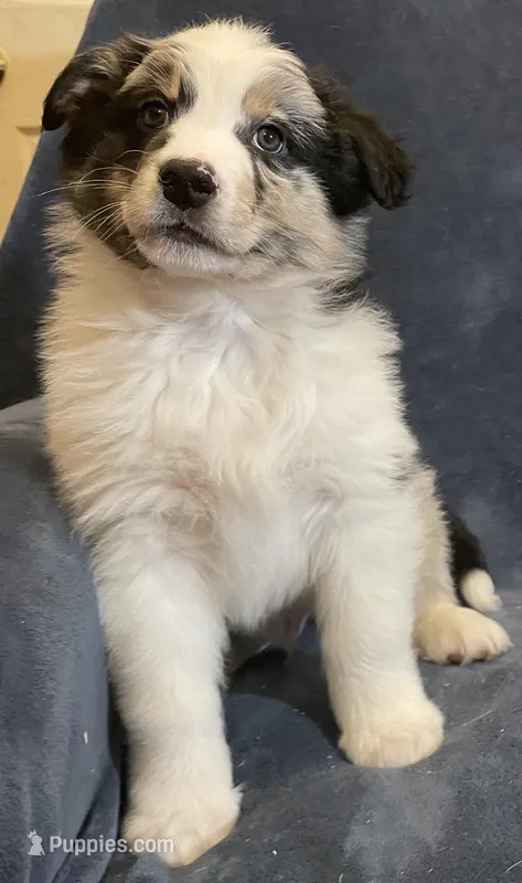 Cooper – Australian Shepherd puppy for sale in Hillsboro, WI