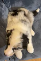 Cooper, a male Australian Shepherd for sale in Hillsboro, WI – Photo 5 of 5