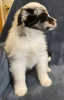 Cooper, a male Australian Shepherd for sale in Hillsboro, WI – Photo 4 of 5