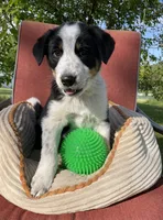 Buck, a male Australian Cattle Dog and Mountain Cur for sale in Hillsboro, WI – 2 of 5