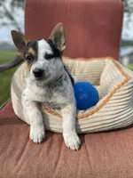 Skippy , a male Australian Cattle Dog for sale in Hillsboro, WI – 3 of 5