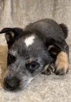 Gracie, a female Australian Cattle Dog for sale in Hillsboro, WI – Photo 3 of 5