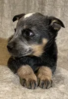 Gracie, a female Australian Cattle Dog for sale in Hillsboro, WI – Photo 4 of 5