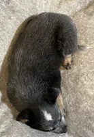 Gracie, a female Australian Cattle Dog for sale in Hillsboro, WI – Photo 5 of 5