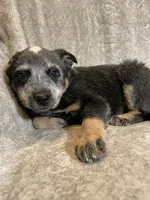 Gracie, a female Australian Cattle Dog for sale in Hillsboro, WI – Photo 2 of 5