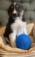Dakota , a female Australian Cattle Dog and Border Collie for sale in Hillsboro, WI – 4 of 6