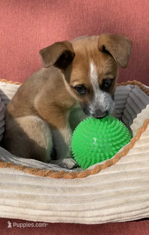 Hunter – Australian Cattle Dog, Mountain Cur puppy for sale in Hillsboro, WI