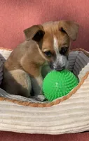 Hunter, a male Australian Cattle Dog and Mountain Cur for sale in Hillsboro, WI – 3 of 5