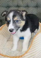 Annie , a female Australian Cattle Dog and Border Collie for sale in Hillsboro, WI – 5 of 7