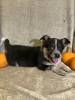 Mindy, a female Australian Cattle Dog and Border Collie for sale in Hillsboro, WI – Photo 4 of 5