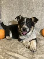 Mindy, a female Australian Cattle Dog and Border Collie for sale in Hillsboro, WI – Photo 1 of 5