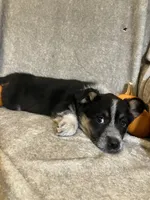 Mindy, a female Australian Cattle Dog and Border Collie for sale in Hillsboro, WI – Photo 5 of 5