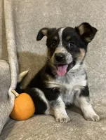 Mindy, a female Australian Cattle Dog and Border Collie for sale in Hillsboro, WI – Photo 2 of 5