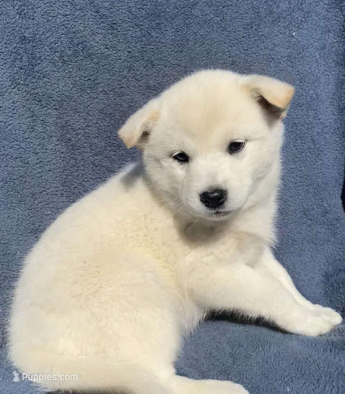 Yuki – Shiba Inu puppy for sale in Hillsboro, WI