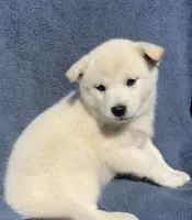 Yuki, a male Shiba Inu for sale in Hillsboro, WI – 1 of 4
