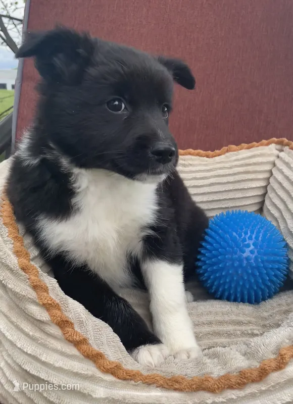 Sage – Australian Cattle Dog, Border Collie puppy for sale in Hillsboro, WI