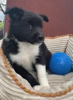 Sage, a female Australian Cattle Dog and Border Collie for sale in Hillsboro, WI – 1 of 5