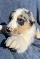 Bandit, a male Australian Shepherd for sale in Hillsboro, WI – 2 of 5