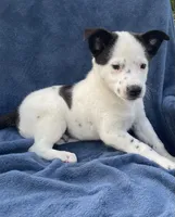 Ranger, a male Australian Cattle Dog and Border Collie for sale in Hillsboro, WI – 2 of 8
