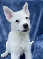 Ace, a male Australian Cattle Dog and Border Collie for sale in Hillsboro, WI – 6 of 6