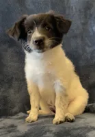 Millie, a female Jack Russell Terrier and Miniature Australian Shepherd for sale in Hillsboro, WI – 4 of 7