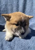Daisy, a female Shiba Inu for sale in Hillsboro, WI – 2 of 5