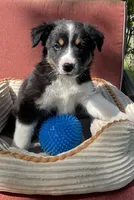 Colt, a male Australian Cattle Dog and Border Collie for sale in Hillsboro, WI – 6 of 9