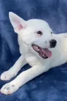 Ace, a male Australian Cattle Dog and Border Collie for sale in Hillsboro, WI – 3 of 6