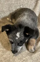 Rocky, a male Australian Cattle Dog for sale in Hillsboro, WI – Photo 5 of 5