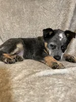 Rocky, a male Australian Cattle Dog for sale in Hillsboro, WI – Photo 4 of 5