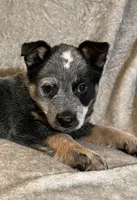 Rocky, a male Australian Cattle Dog for sale in Hillsboro, WI – Photo 3 of 5