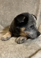 Rocky, a male Australian Cattle Dog for sale in Hillsboro, WI – Photo 2 of 5