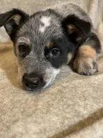 Rocky, a male Australian Cattle Dog for sale in Hillsboro, WI – Photo 1 of 5