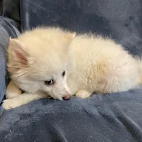 Kylie, a female American Eskimo for sale in Hillsboro, WI – Photo 4 of 5