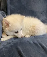 Kylie, a female American Eskimo for sale in Hillsboro, WI – Photo 4 of 5