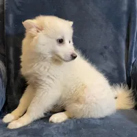 Kylie, a female American Eskimo for sale in Hillsboro, WI – Photo 2 of 5