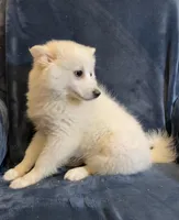 Kylie, a female American Eskimo for sale in Hillsboro, WI – Photo 2 of 5