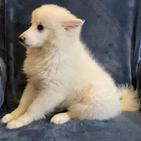 Kylie, a female American Eskimo for sale in Hillsboro, WI – Photo 3 of 5