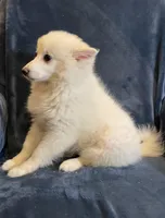 Kylie, a female American Eskimo for sale in Hillsboro, WI – Photo 3 of 5