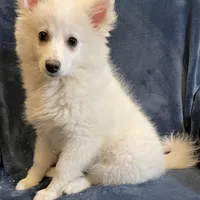 Kylie, a female American Eskimo for sale in Hillsboro, WI – Photo 1 of 5
