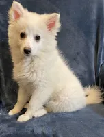 Kylie, a female American Eskimo for sale in Hillsboro, WI – Photo 1 of 5