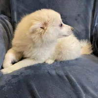 Kylie, a female American Eskimo for sale in Hillsboro, WI – Photo 5 of 5
