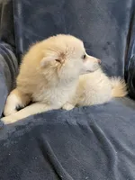 Kylie, a female American Eskimo for sale in Hillsboro, WI – Photo 5 of 5