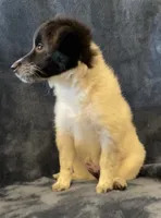 Millie, a female Jack Russell Terrier and Miniature Australian Shepherd for sale in Hillsboro, WI – 2 of 7