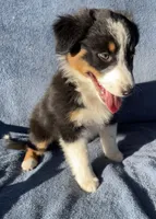 Rosie, a female Australian Shepherd for sale in Hillsboro, WI – 2 of 5