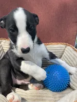 Remi, a male Australian Cattle Dog and Border Collie for sale in Hillsboro, WI – 7 of 8